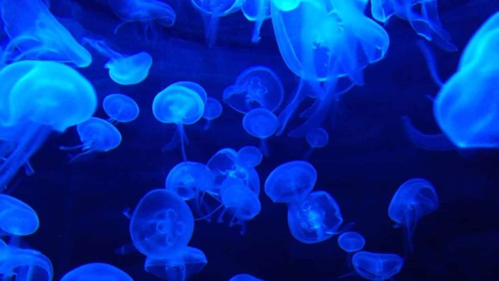 Jellyfish Stings : 9 Facts and Myths about Jellyfish