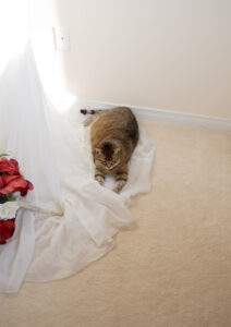 my cat up to no good