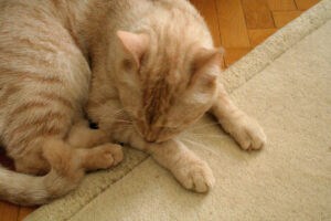 cat on carpet
