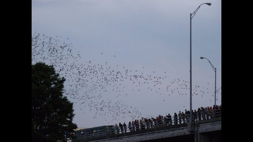 Downtown Austin Goes Batty