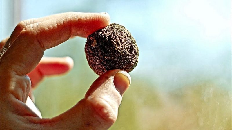Earth Day Activity: How to Make Seed Balls