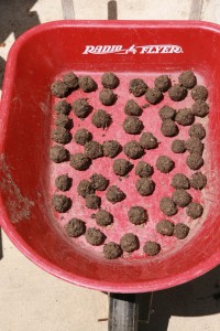 how to make seed-balls