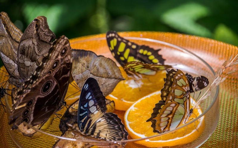 Butterfly Feeder Tutorial