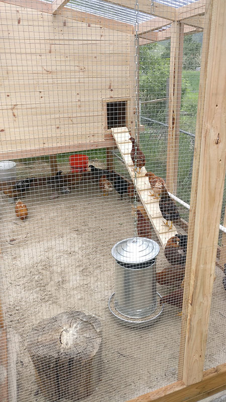 happy chickens in their happy chicken coop