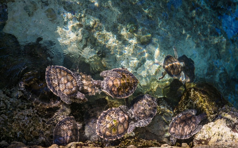 Padre Island Sea Turtles
