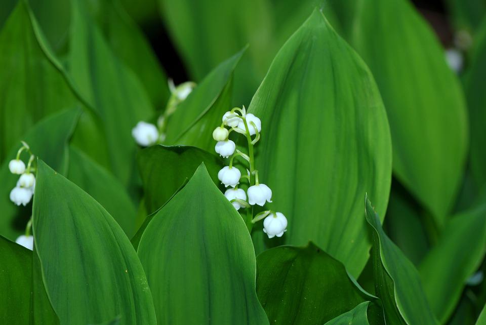 Lily of the valley 