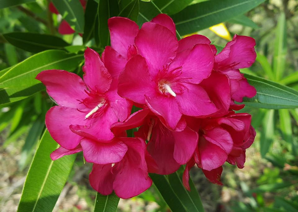 Common pink oleander Common pink oleander