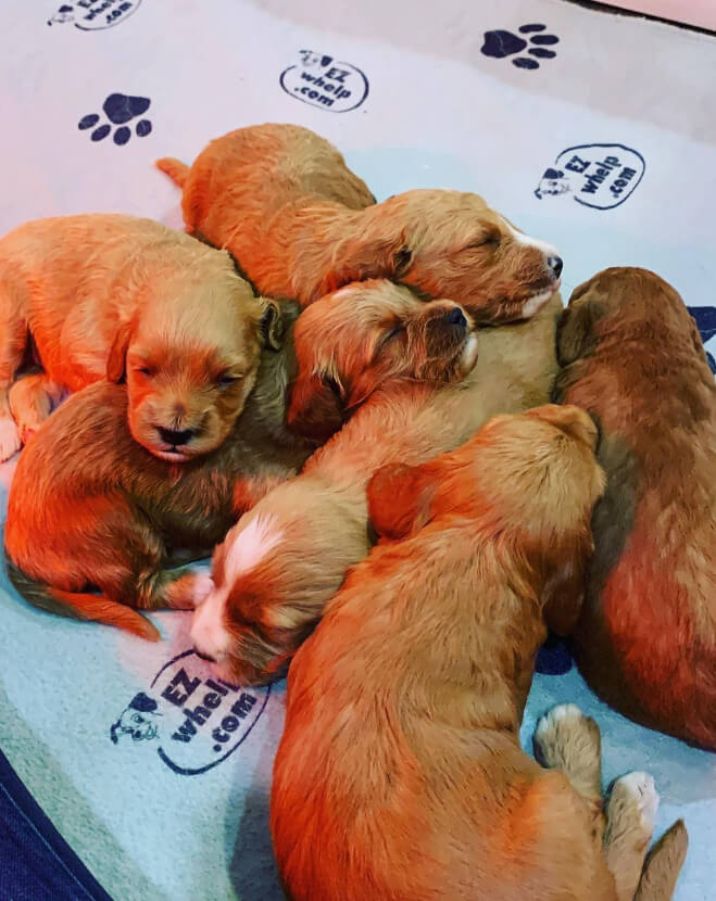 Are Goldendoodles Aggressive