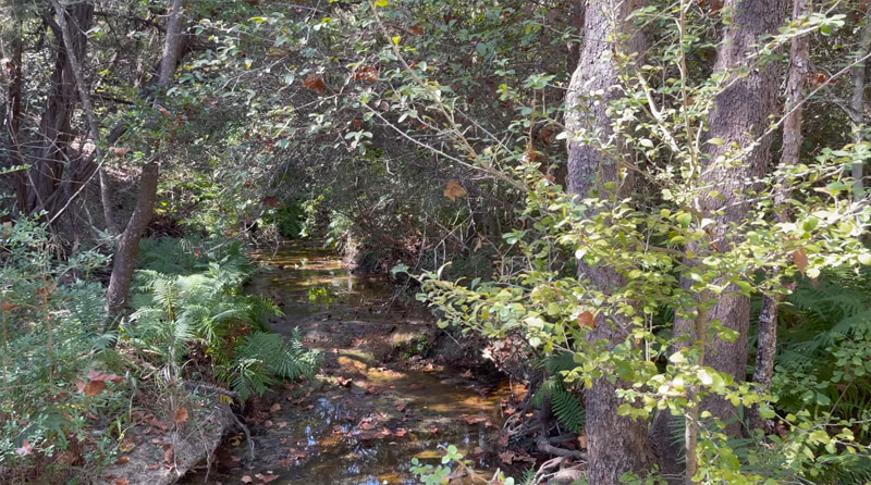 Wild Basin Wilderness Preserve