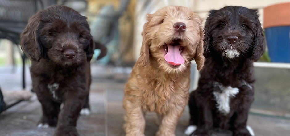 AussieTex Labradoodles AussieTex Labradoodles