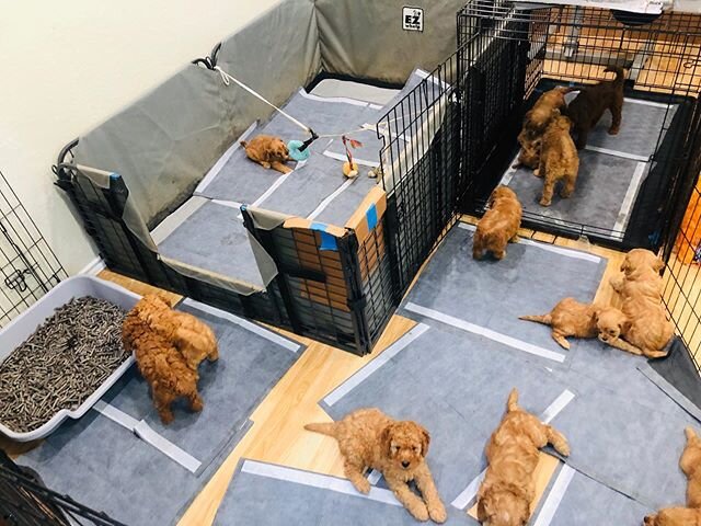 Puppy play area hearts #austingoldendoodles #doodlesofinstagram #goldendoodlesofinstagram #goldendoodles #minigoldendoodlesofinstagram #minigoldendoodles #puppies #dogbestfriend #puppiesofaustin #austin
