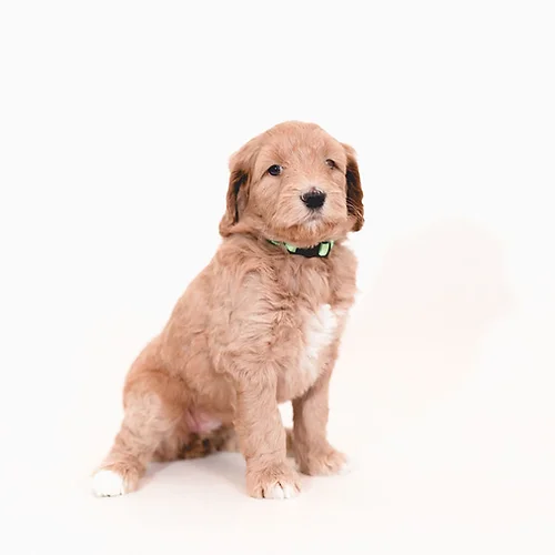 doodle breeders in austin tx