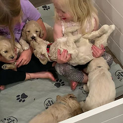 Austin Labradoodle Puppies