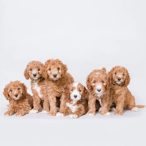 Austin labradoodle Breeders
