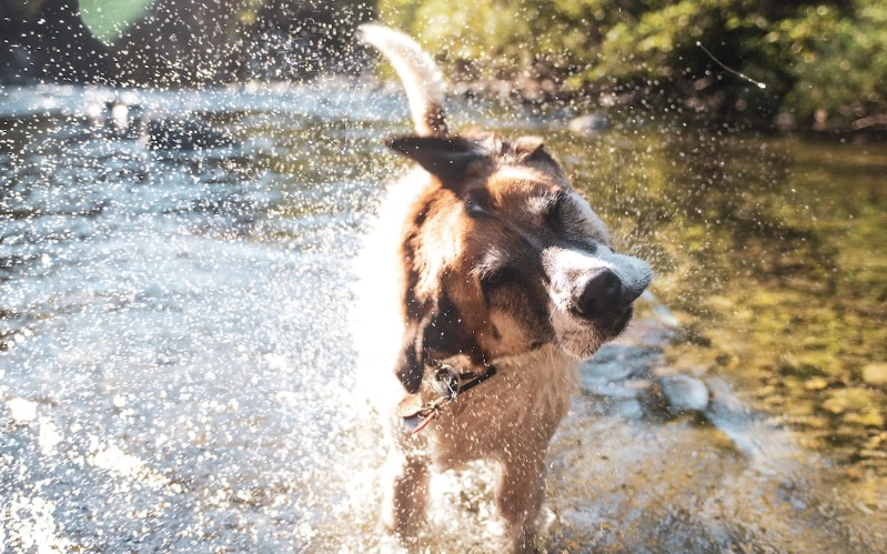 Barking Springs