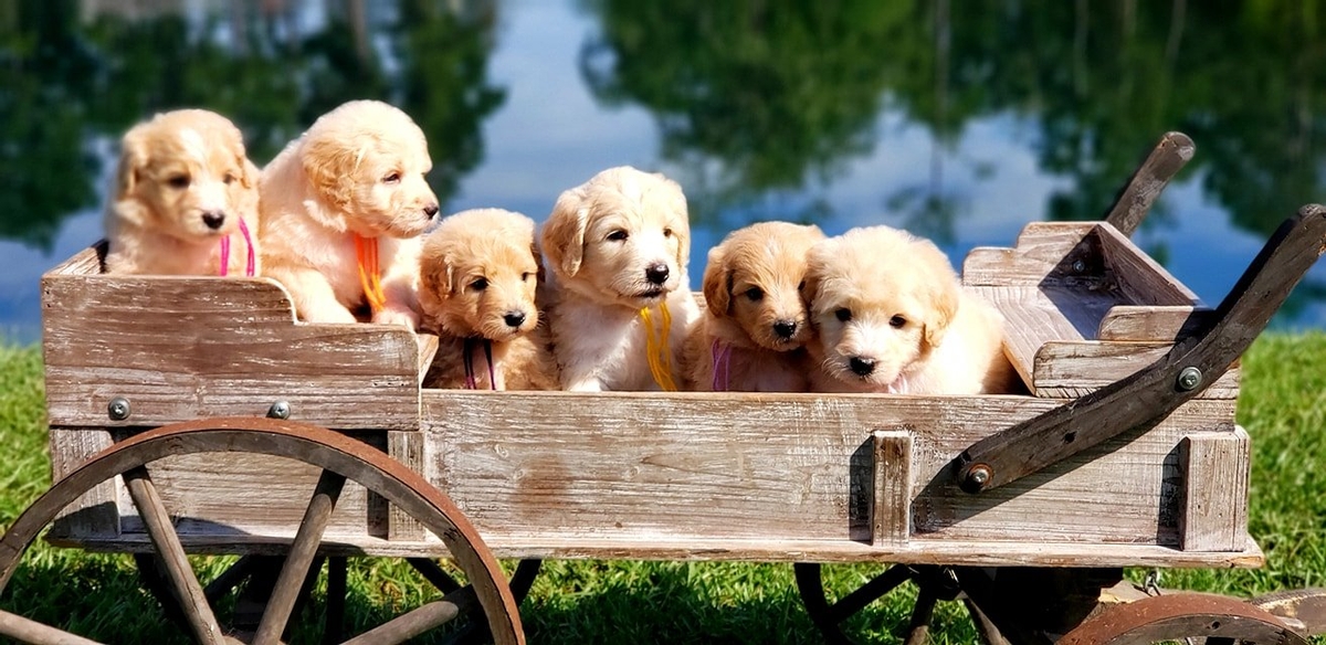 Welcome to Texas Doodles