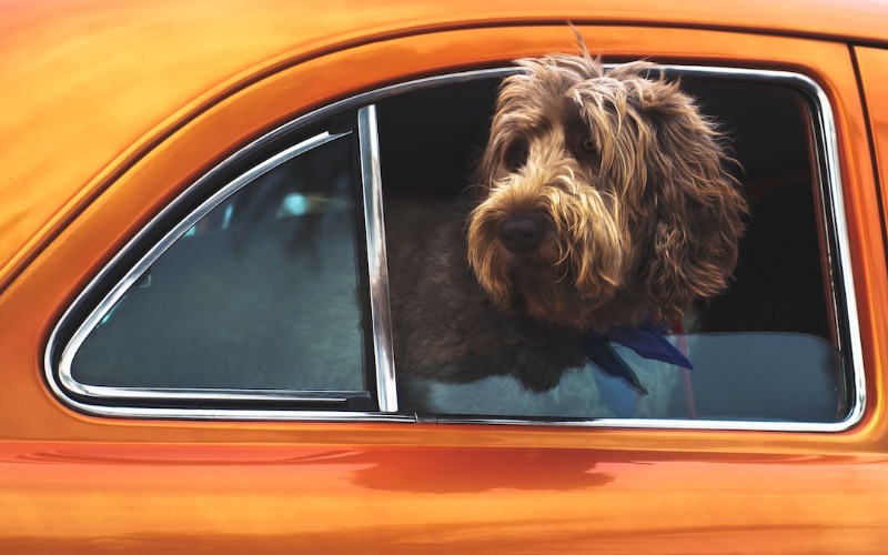 Austin Labradoodle