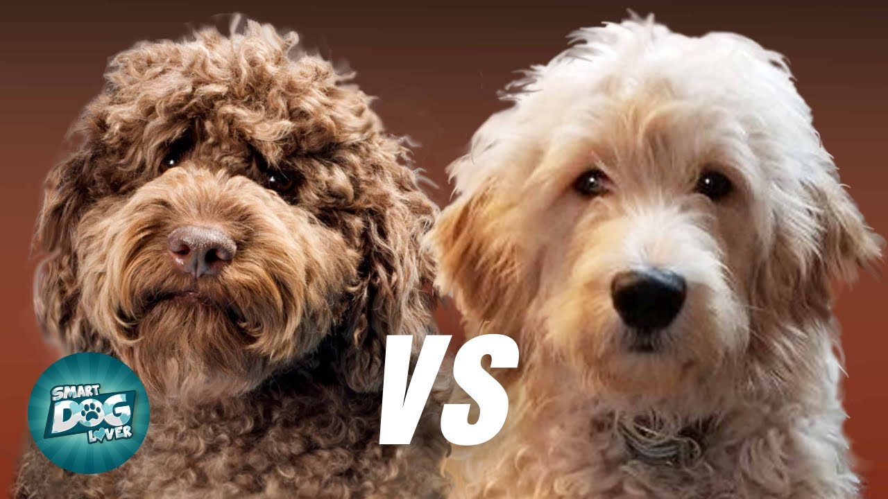 Labradoodle vs. Goldendoodle Labradoodle VS Goldendoodle | Which Poodle Mix Breeds Is Better?
