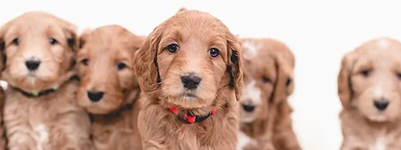 Austin Goldendoodles