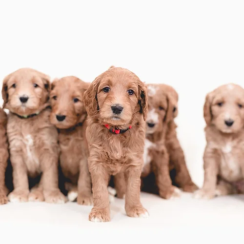 Labradoodle Puppies Austin TX
