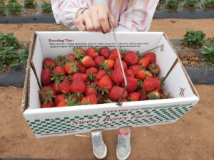 Sweet Berry Farms