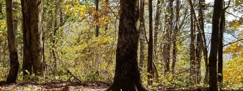 Georgia Appalachian Trail Hiking